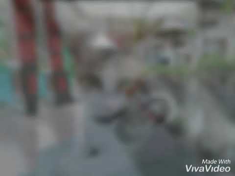 Kenangan kucing kesayangan GETTY