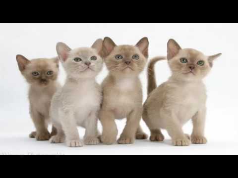 Top 10 Reasons to Choose a Burmese Cat as Your Pet