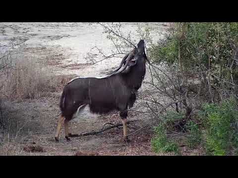 Djuma: Nyala bull - 16:56 - 10/11/19