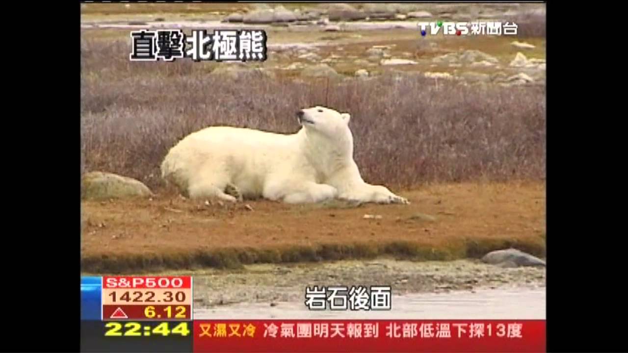 TVBS貼近北極海 雪地中尋找北極熊