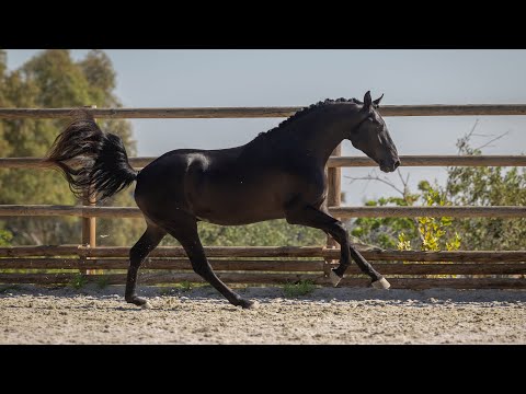 **SOLD** Modern looking piro free LusoWarmblood by Totilas (REF#784)