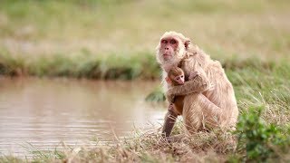 Puerto Rico Moves Forward: Macaque Monkeys Adapt After Hurricane Maria