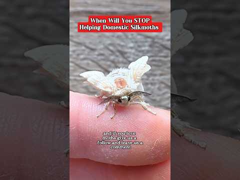 How to Raise Healthy Moths at Home#raisingmoths #mothcare , #entomology #moths #insectlovers