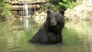 preview picture of video 'Bears in Carpathian Mountains (Rehabilitation Centre for Bears)'