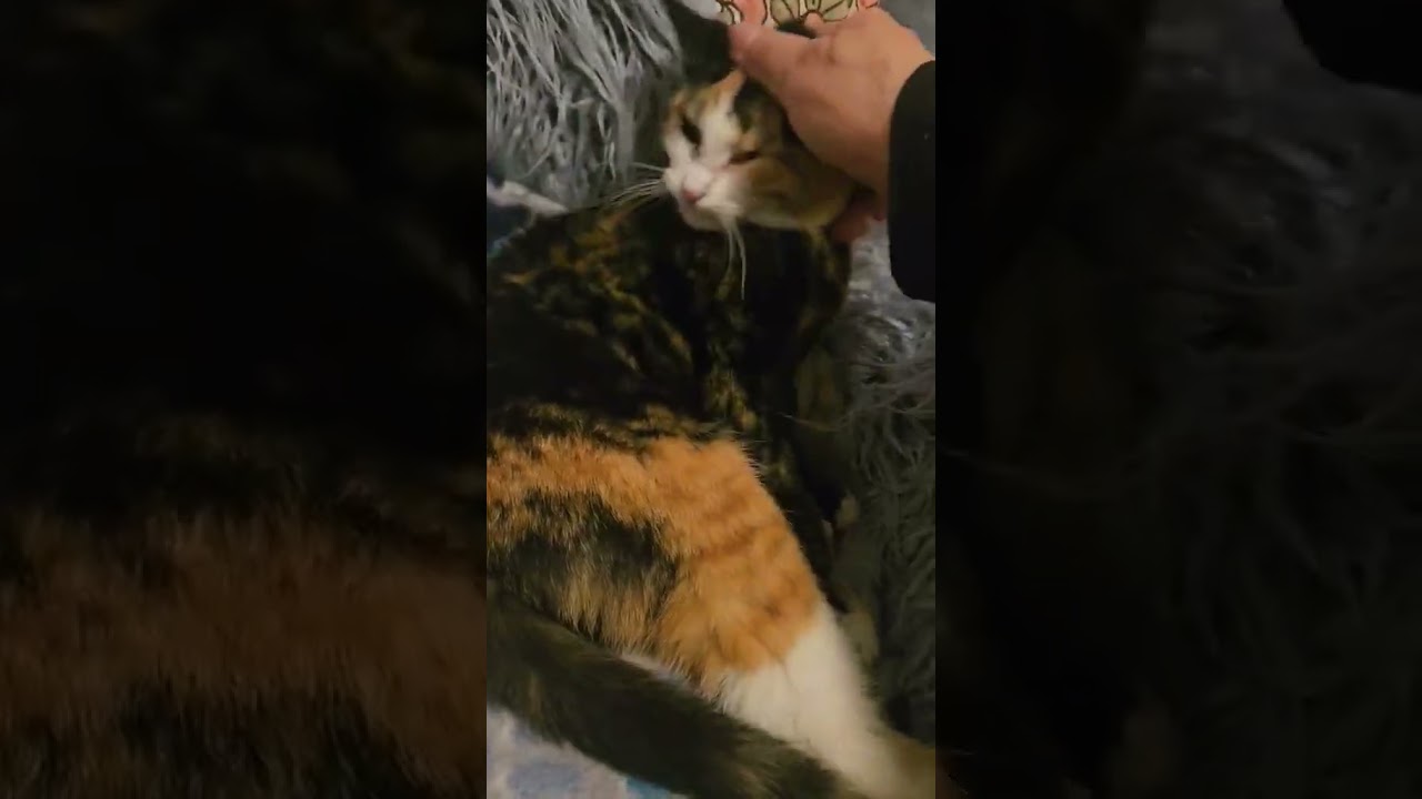 Enlarge Lola (Sweet Kitten), an adopted Domestic Short Hair in Rochester, NY video 2/5