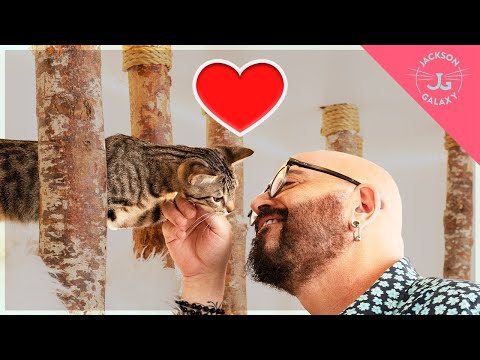 How to Make a Cat Like You