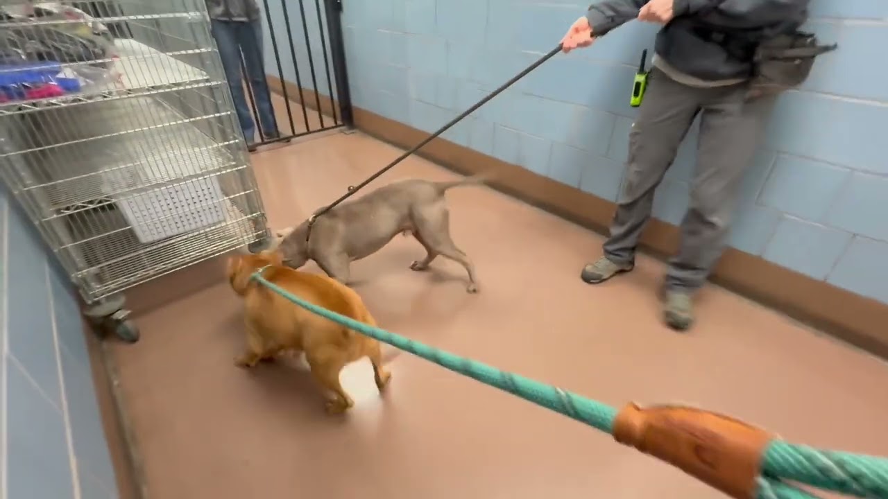 Tennessee, a ADOPTABLE Pit Bull Terrier in Chicago, IL video 5/5