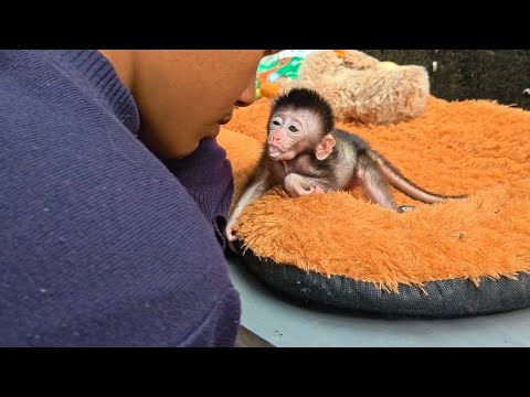 THIS IS WHAT HAPPENS TO A BABY MONKEY WHEN IT DRINKED OVER MUCH MILK