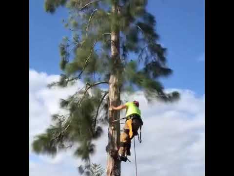Time lapse of an Australian pine removal