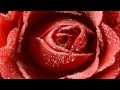 Lollipops and Roses. Herb Alpert & the Tijuana Brass. (1965) - 12mulligan Lollipops and Roses. Herb Alpert & the Tijuana Brass. (1965)