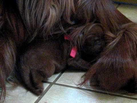 Karhutarhan Eka pentue 2.