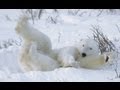 Polar Bear Matching | Cullen’s Abc’sPolar Bear Matching | Cullen’s Abc’s