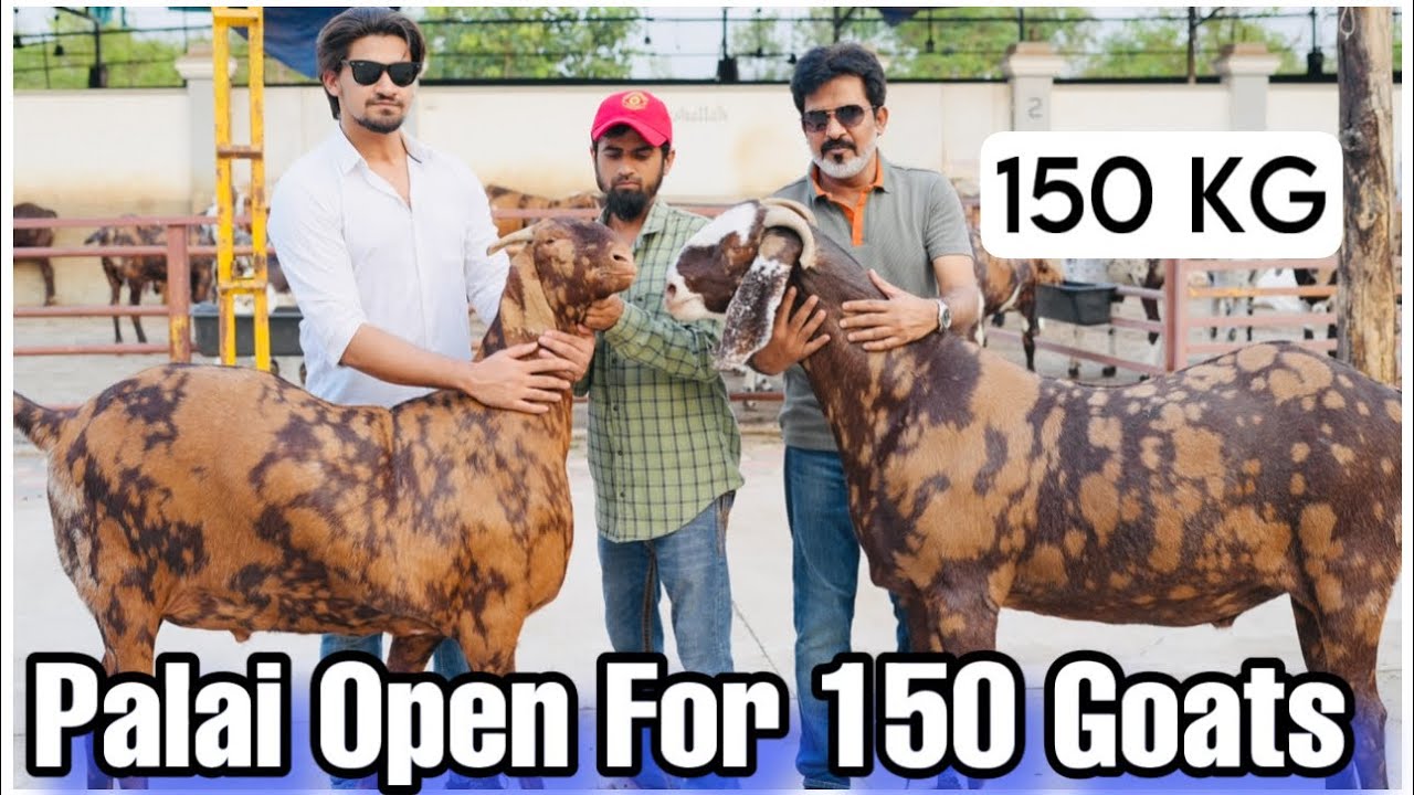 Shawaya Goat Farm Mumbai