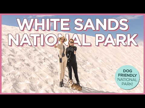 How To Have a Fun Day at the Dog-Friendly White Sands National Park in November