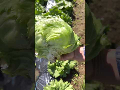 アイスバーグレタス 植物