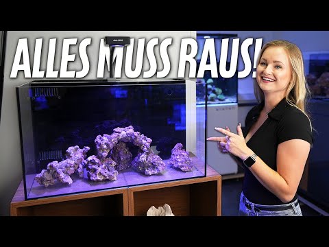 We're selling our display aquariums! - PlanktonPlus Aquaristik