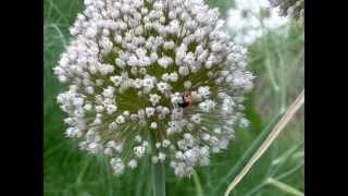 Buckethead - Lone Sal Bug (short piano arrangement)
