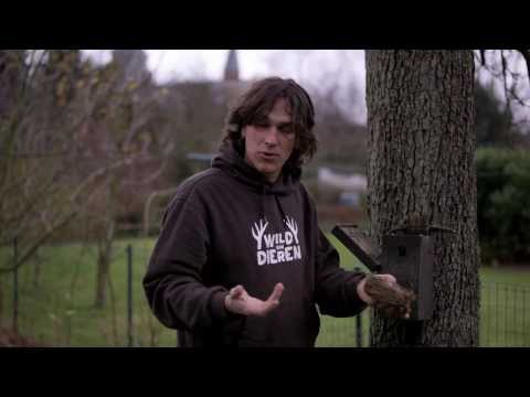 Plaats een waterschaaltje in je tuin voor de vogels! |  Wild van Dieren | VTM