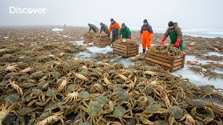 Green Crab Invasion: This $22.6 Million Species Is Attacking America’s Coasts | Fishing Documentary