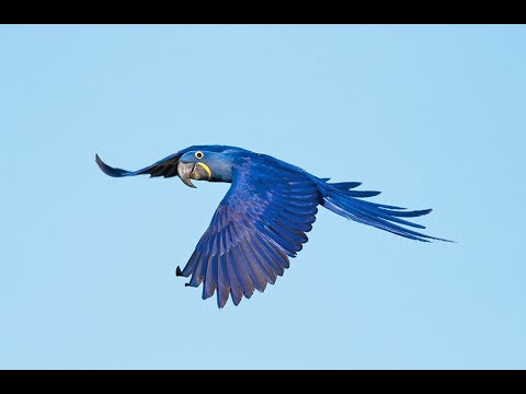 Ararinha Azul - André Parisi (feat.Maíra Cacace)