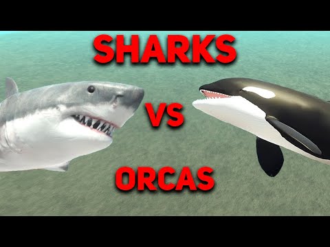 SHARKS VS ORCAS | EPIC BATTLE | ANIMAL REVOLT BATTLE SIMULATOR
