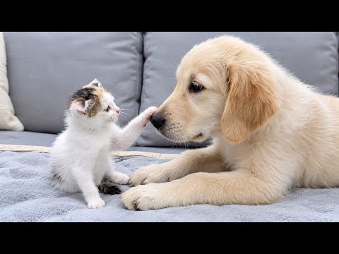 YouTube 썸네일