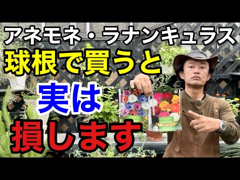 ナポリネギ、ナポリネギ 植物