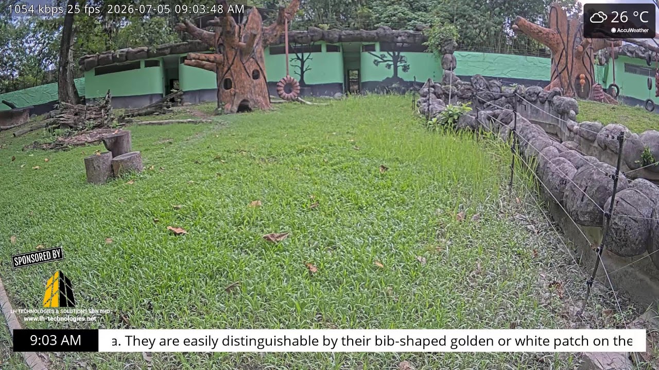 Live webcam view of Malayan Sun Bear Enclosure