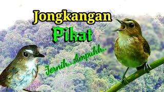 Download lagu Suara Pikat Jongkangan Coklat Jernih Ampuh mp3 Download lagu Suara Pikat Jongkangan Coklat Jernih Ampuh mp3