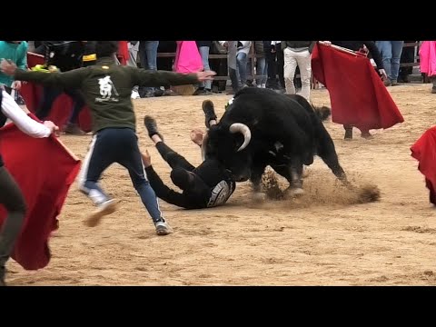 Suelta de Toros Bravos Villacastín 2024