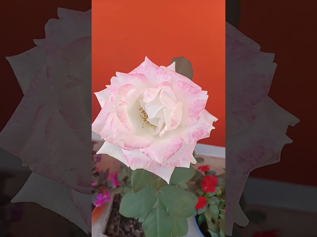Vídeo relacionado con Rosal Blanco Premium DECOALIVE Rosal Minatura con Flores de Color Blanco