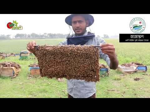 Bee keeping Techniques in bangladesh by Krishi Bioscope