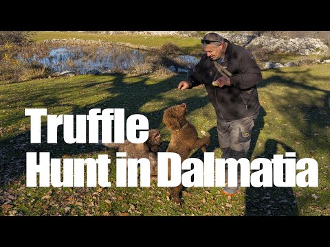 Truffle Hunt in Dalmatia