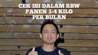 Download lagu INTIP ISI DALAM RBW YANG PANEN 3-4 KILO PER BULAN mp3