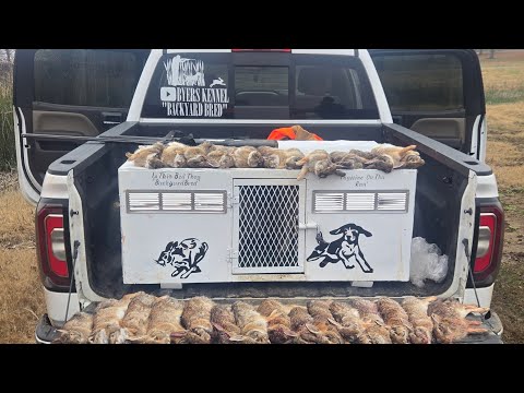 Rabbit Hunting in "Very Foggy Conditions"