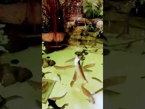 Arowana🐬 #fight#🥊#