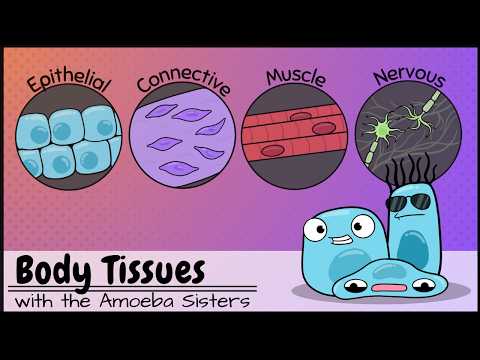 Quizlet Tissue Types