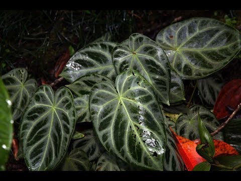 How to Plant Flowers Anthurium Crystallinum