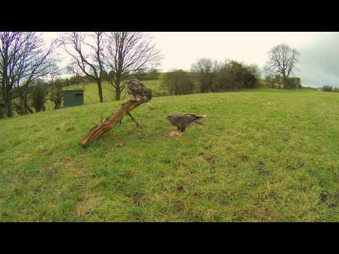 Buzzard Hide - Time Lapse - 6 January 2018 - Peak Nature