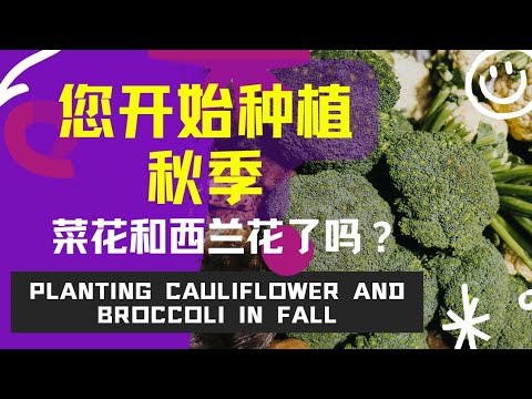 , title : '您开始种植秋季菜花和西兰花了吗？Planting Cauliflower and Broccoli in Fall'