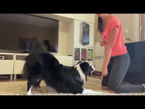 Kutyatrükkök tanítása // meghajlás