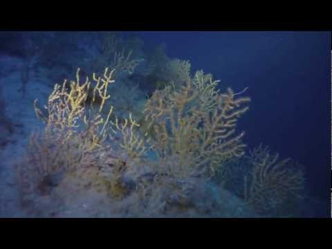Rebreather Deep Dive - 150 m / 492 ft - Itapuã Walls, Brazil