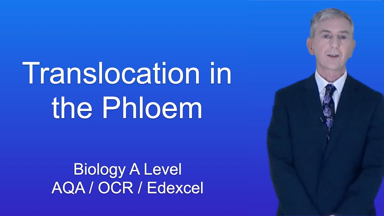 A Level Biology Revision "Translocation in the Phloem"