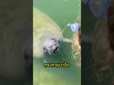 ถ้าหากสาดน้ำใส่พะยูนละก็…