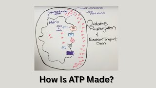 Cellular Respiration