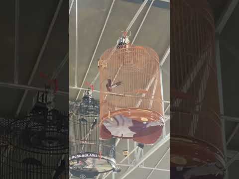 murai batu prabu koncer mutlak di tiket utama 320 owner donie jks