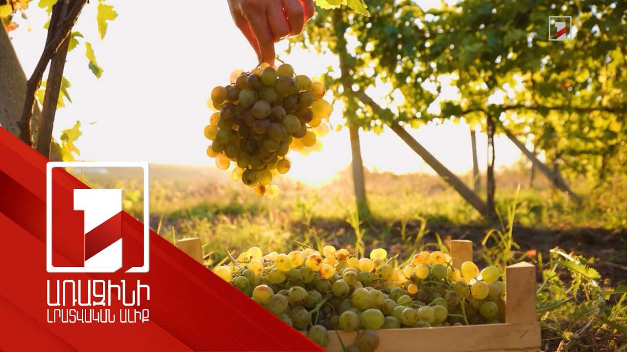 2023-ի առաջին կիսամյակում ՀՀ-ում արտադրվել է շուրջ 7 մլն լիտր խաղողի գինի. աճը կազմել է 92 տոկոս