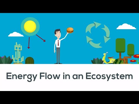 Energy flow in ecosystem