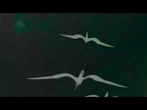 Alessio Frino & Rone White -The groove (Original mix) [Little Festival]