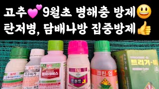 고추???? 9월초 병해충 방제???? 지금은 탄저병, 담배나방 집중방제????